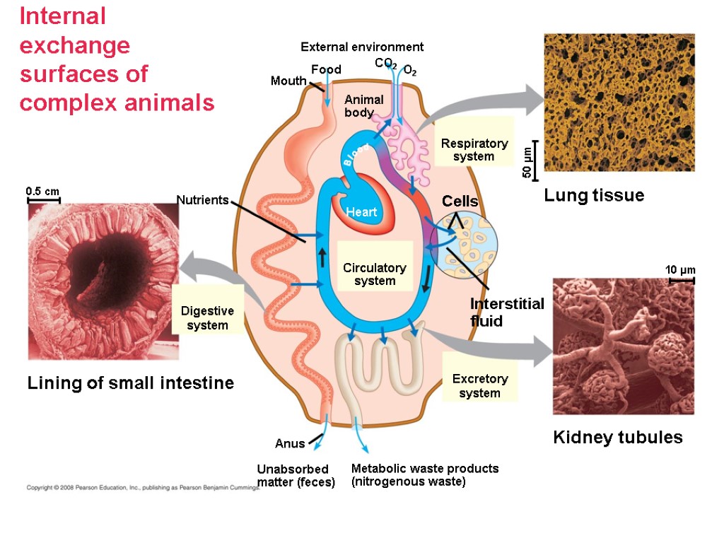 Internal exchange surfaces of complex animals 0.5 cm Nutrients Digestive system Lining of small